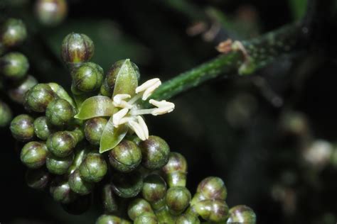 福祿桐為什麼會開花